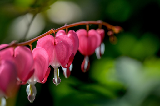 Blumenkette unplash